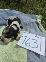 M7631, a male Basset Bleu de Gascogne for sale in Saltillo, TX – Photo 2 of 7