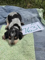 M7631, a male Basset Bleu de Gascogne for sale in Saltillo, TX – Photo 4 of 7