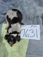 M7631, a male Basset Bleu de Gascogne for sale in Saltillo, TX – Photo 5 of 7