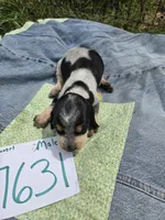 M7631, a male Basset Bleu de Gascogne for sale in Saltillo, TX – Photo 3 of 7