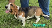 Peanut, a female Basset Hound for sale in Saltillo, TX – 4 of 10