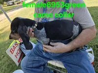 F6953, a female Basset Bleu de Gascogne for sale in Saltillo, TX – 4 of 10