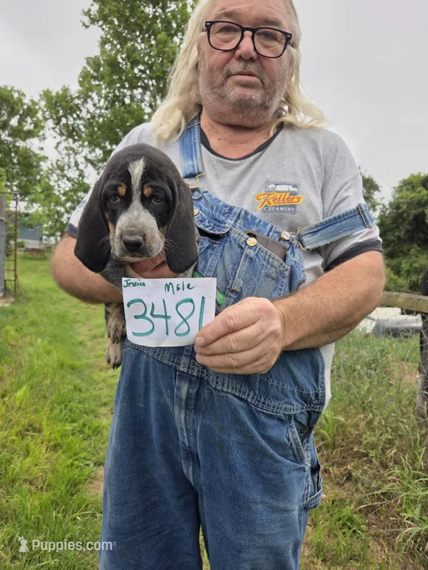 M3481 – Bluetick Coonhound puppy for sale in Saltillo, TX