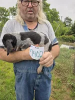 M7402, a male Bluetick Coonhound for sale in Saltillo, TX – 3 of 3