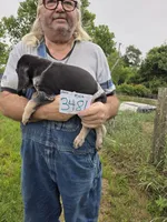 M3481, a male Bluetick Coonhound for sale in Saltillo, TX – 3 of 3