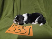 M5351, a male Basset Hound for sale in Saltillo, TX – Photo 2 of 5