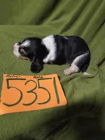 M5351, a male Basset Hound for sale in Saltillo, TX – Photo 4 of 5