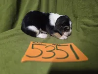 M5351, a male Basset Hound for sale in Saltillo, TX – Photo 3 of 5