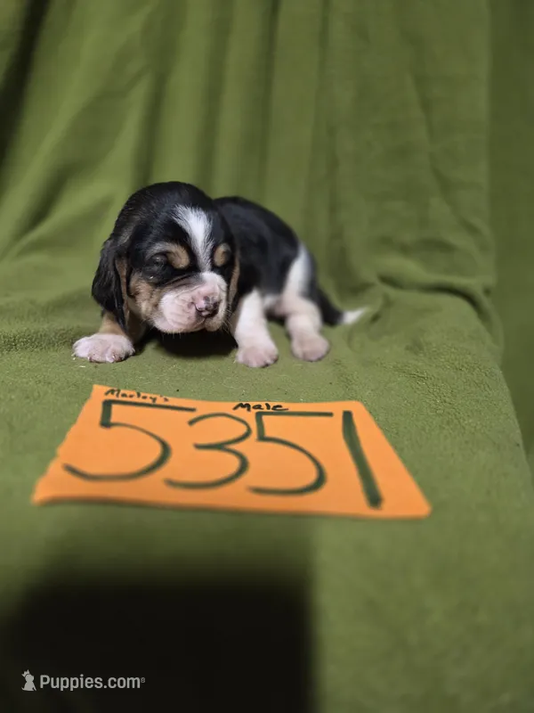 M5351 – Basset Hound puppy for sale in Saltillo, TX