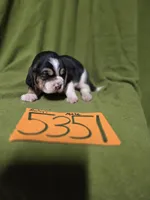 M5351, a male Basset Hound for sale in Saltillo, TX – Photo 1 of 5