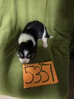 M5351, a male Basset Hound for sale in Saltillo, TX – Photo 5 of 5