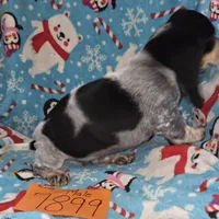 M7899, a male Basset Hound for sale in Saltillo, TX – Photo 3 of 6