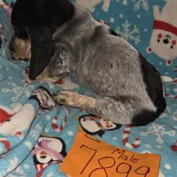 M7899, a male Basset Hound for sale in Saltillo, TX – Photo 2 of 6