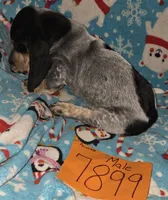 M7899, a male Basset Hound for sale in Saltillo, TX – Photo 2 of 6