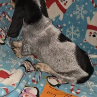 M7899, a male Basset Hound for sale in Saltillo, TX – Photo 4 of 6