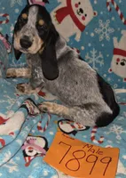M7899, a male Basset Hound for sale in Saltillo, TX – Photo 1 of 6