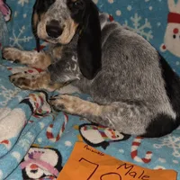 M7899, a male Basset Hound for sale in Saltillo, TX – Photo 5 of 6