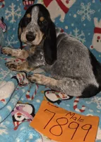 M7899, a male Basset Hound for sale in Saltillo, TX – Photo 5 of 6