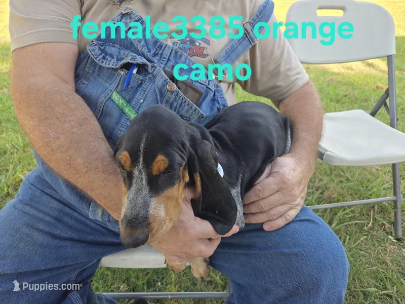 F3385 – Basset Bleu de Gascogne puppy for sale in Saltillo, TX