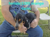 F3385, a female Basset Bleu de Gascogne for sale in Saltillo, TX – 1 of 10