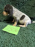 M7506, a male Bluetick Coonhound for sale in Saltillo, TX – Photo 2 of 6