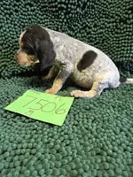 M7506, a male Bluetick Coonhound for sale in Saltillo, TX – Photo 4 of 6