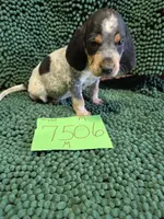 M7506, a male Bluetick Coonhound for sale in Saltillo, TX – Photo 1 of 6