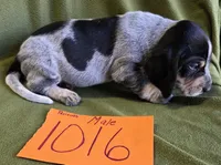 M1016, a male Basset Bleu de Gascogne for sale in Saltillo, TX – Photo 2 of 5