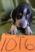 M1016, a male Basset Bleu de Gascogne for sale in Saltillo, TX – Photo 5 of 5