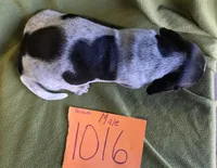 M1016, a male Basset Bleu de Gascogne for sale in Saltillo, TX – Photo 3 of 5