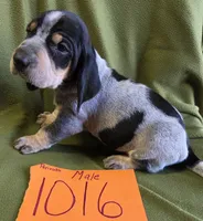 M1016, a male Basset Bleu de Gascogne for sale in Saltillo, TX – Photo 1 of 5
