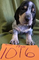 M1016, a male Basset Bleu de Gascogne for sale in Saltillo, TX – Photo 4 of 5