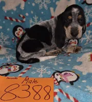 M8388, a female Basset Hound for sale in Saltillo, TX – Photo 5 of 7