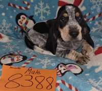 M8388, a female Basset Hound for sale in Saltillo, TX – Photo 1 of 7