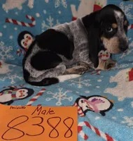 M8388, a female Basset Hound for sale in Saltillo, TX – Photo 6 of 7
