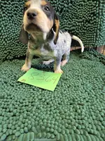 M8364, a male Bluetick Coonhound for sale in Saltillo, TX – Photo 3 of 8