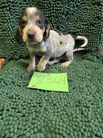 M8364, a male Bluetick Coonhound for sale in Saltillo, TX – Photo 2 of 8