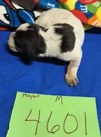 M4601, a male Bluetick Coonhound for sale in Saltillo, TX – Photo 3 of 5