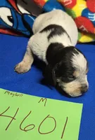 M4601, a male Bluetick Coonhound for sale in Saltillo, TX – Photo 2 of 5