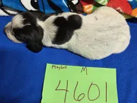 M4601, a male Bluetick Coonhound for sale in Saltillo, TX – Photo 4 of 5