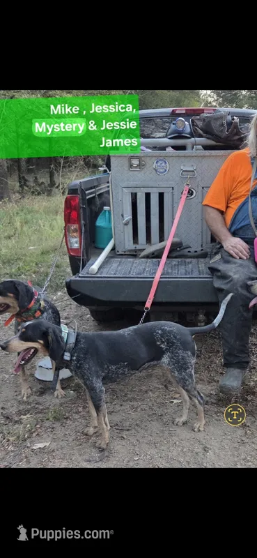 Coming soon – Bluetick Coonhound puppy for sale in Saltillo, TX