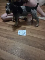 F6758, a female Bluetick Coonhound for sale in Saltillo, TX – 3 of 5