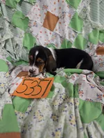 M5351, a male Basset Hound for sale in Saltillo, TX – 2 of 4