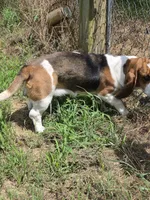Peanut, a female Basset Hound for sale in Saltillo, TX – 10 of 10