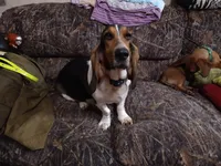 Coming soon, a  Basset Hound for sale in Saltillo, TX – 2 of 10