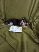 F3385, a female Basset Bleu de Gascogne for sale in Saltillo, TX – 2 of 10