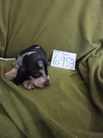 F6953, a female Basset Bleu de Gascogne for sale in Saltillo, TX – 4 of 10