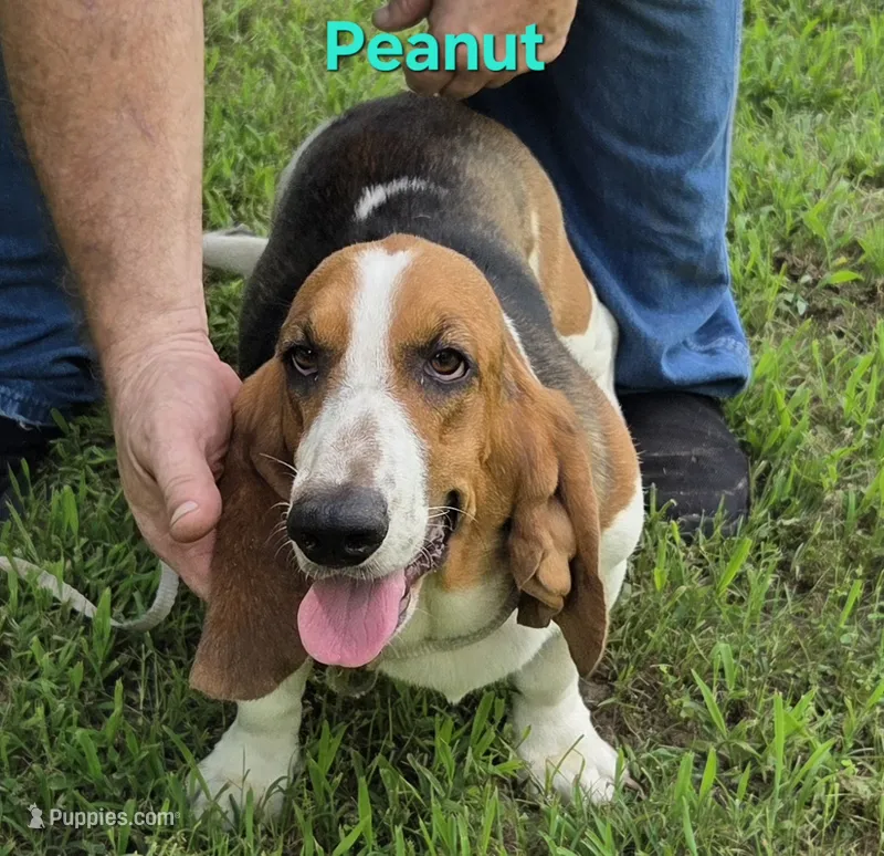 Peanut – Basset Hound puppy for sale in Saltillo, TX