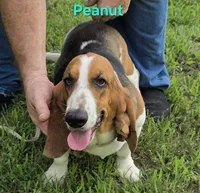 Peanut, a female Basset Hound for sale in Saltillo, TX – 1 of 10