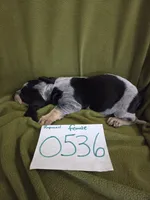 F0536, a female Basset Bleu de Gascogne for sale in Saltillo, TX – 4 of 10